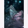 butterfly_r95