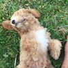 ledinh_0410