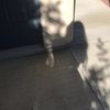 campusghost