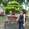 hoan_bonsai_47a