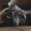 Ted: Gone Fishing dog!