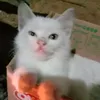 kamilatulmaghviroh