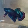 betta1104