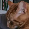 maitrehiboux1