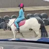 horsesforlife1year1month