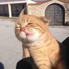 giyomiiiiiiiii