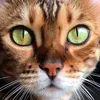 Thor Bengal Cat