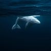 wildlifeman4