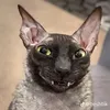 daunkakoeto