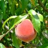 peachintweakin