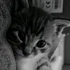 smail_845