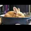 mangeur_de_lapin