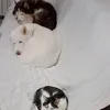 minimoacosmos