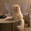 nourlight23