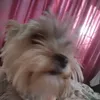 kotakrell