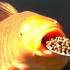 chubbbykoi
