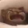 oralepapi