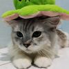 doara12_