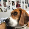 rocket.le.beagle