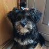 cola.the.morkie