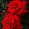 marwa_jani15