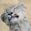 duskinator1