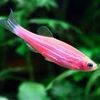 fishiest_fish