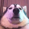 thotboxxx