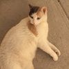 kiittykat.1998