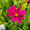 cosmos_83435