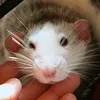 Sidgi