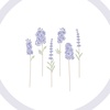 purplishlarkspur