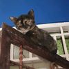 sarazz_meong