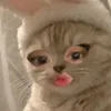 gaddeym7