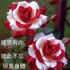 cicilia6578
