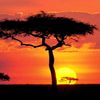 rhoda_kamau