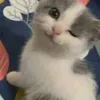 allllsgfs