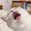 krztl.p