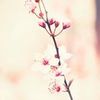 cherry_sakura220