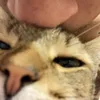 nicozurru_