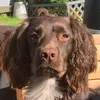 stuart_ross1