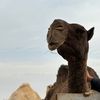 راكان الشمري .