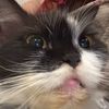meowmeowmiawww