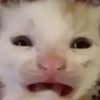 beepaws