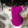 gala_doggie