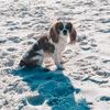 harleythecav