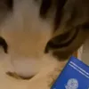 mikasantos253