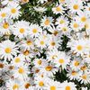 aster_yw