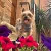 buhhwee_yorkie