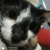 kucing706